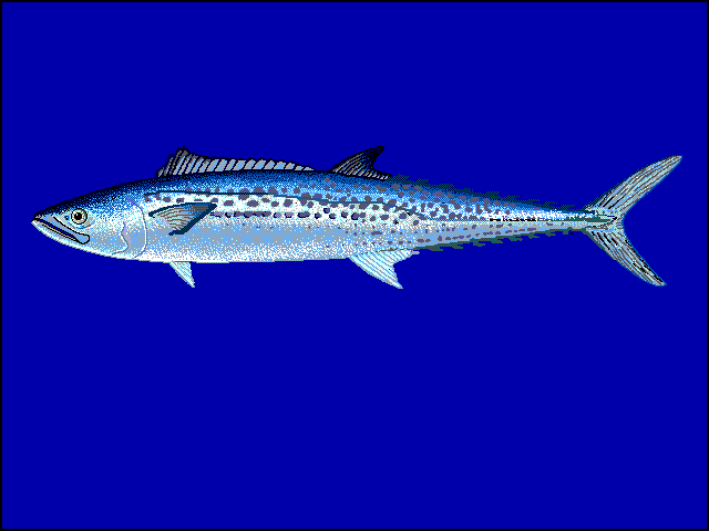 Japanese Spanish Mackerel