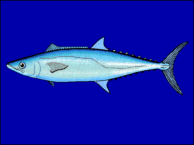 King Mackerel