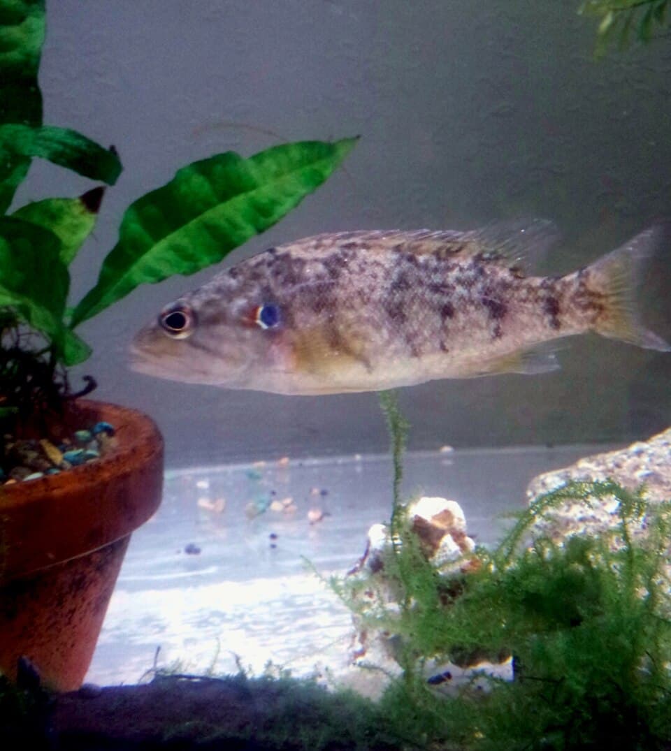 Korean Aucha Perch