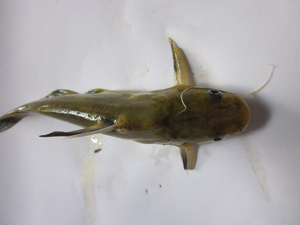 Korean Bullhead (Yellow Catfish)