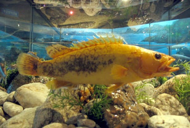 Korean Mandarin Fish