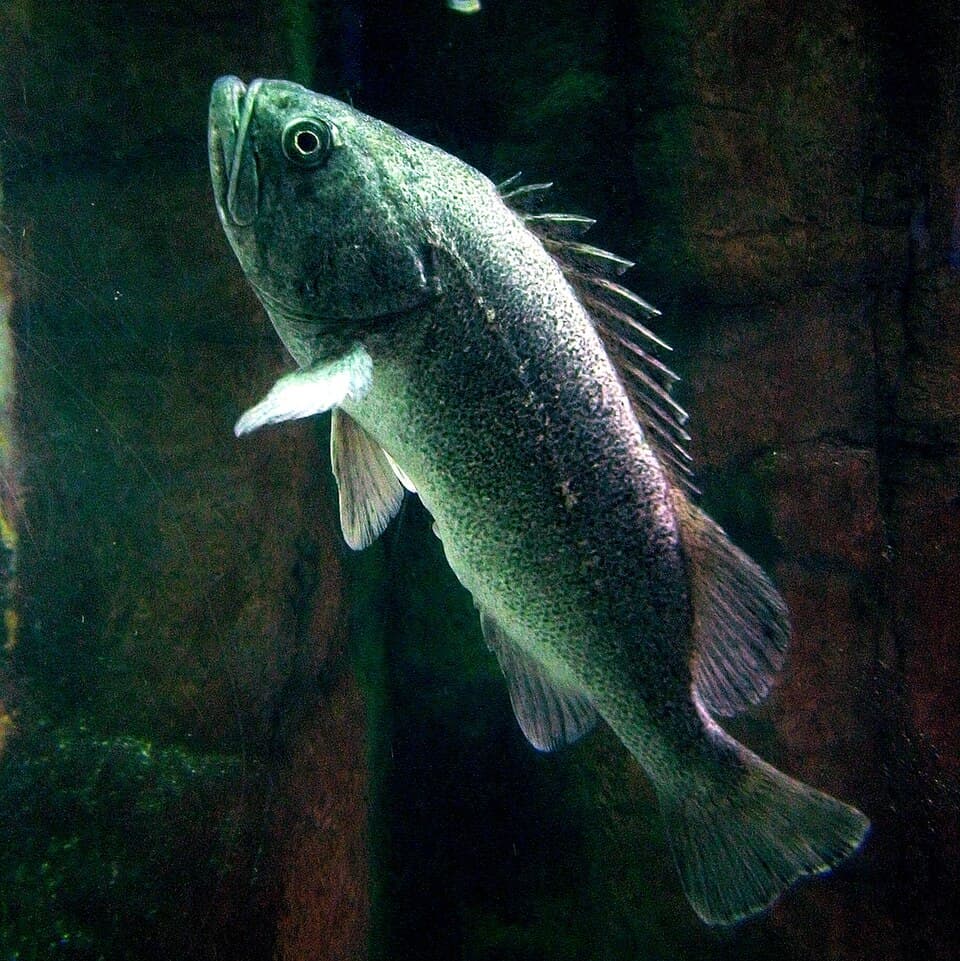 Korean Rockfish