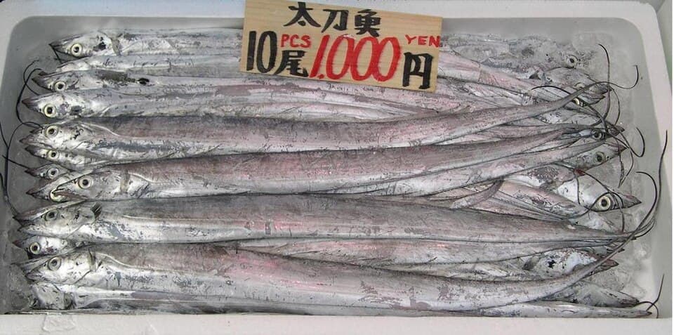 Largehead Hairtail