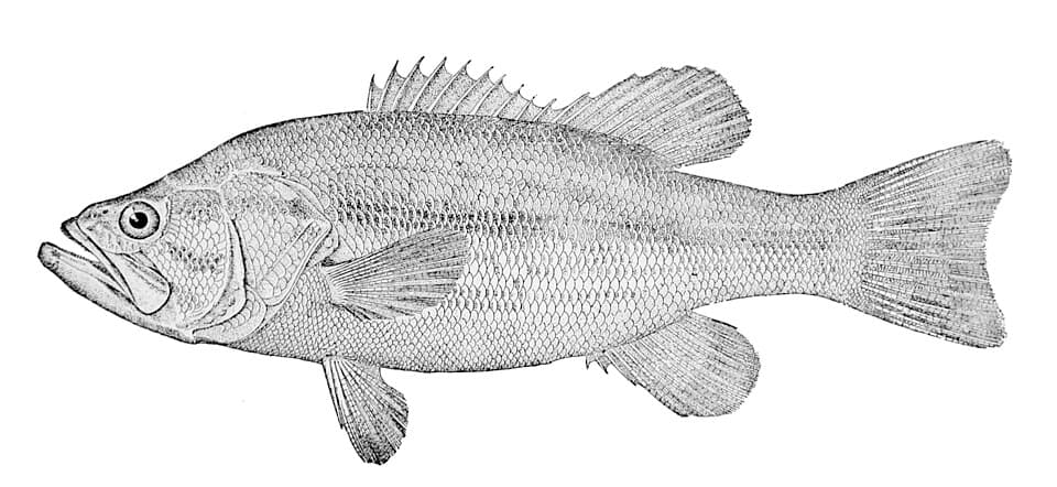 Largemouth Bass
