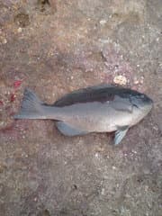 Largescale Blackfish