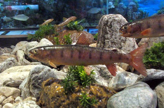 Lenok