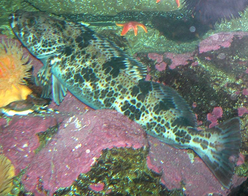 Lingcod
