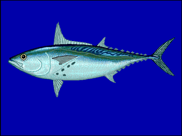 Little Tunny (False Albacore)