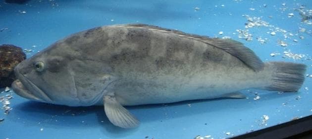 Longtooth Grouper