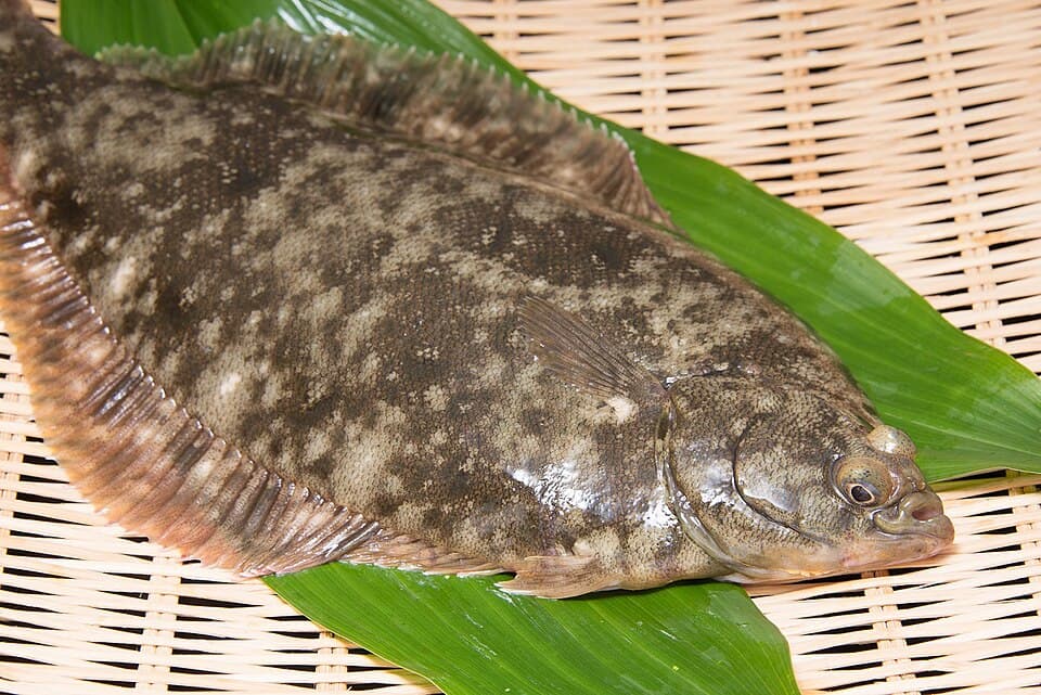 Marbled Sole