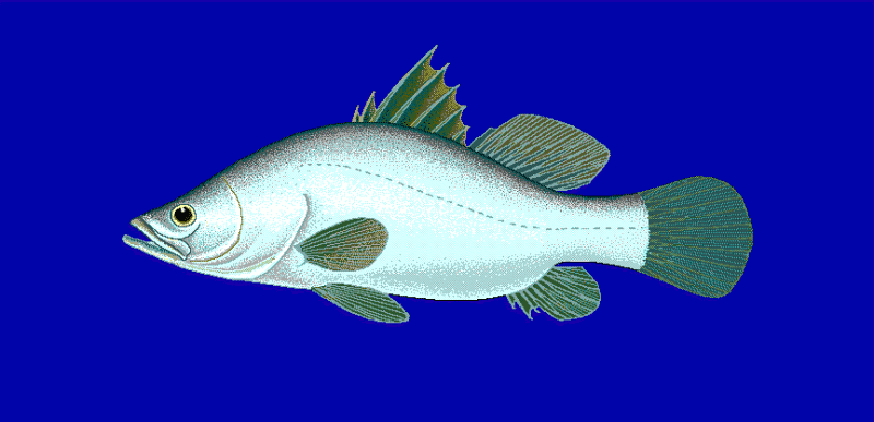 Nile Perch