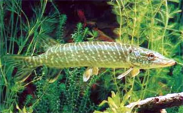 Northern Pike