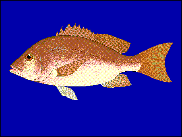 Northern Red Snapper