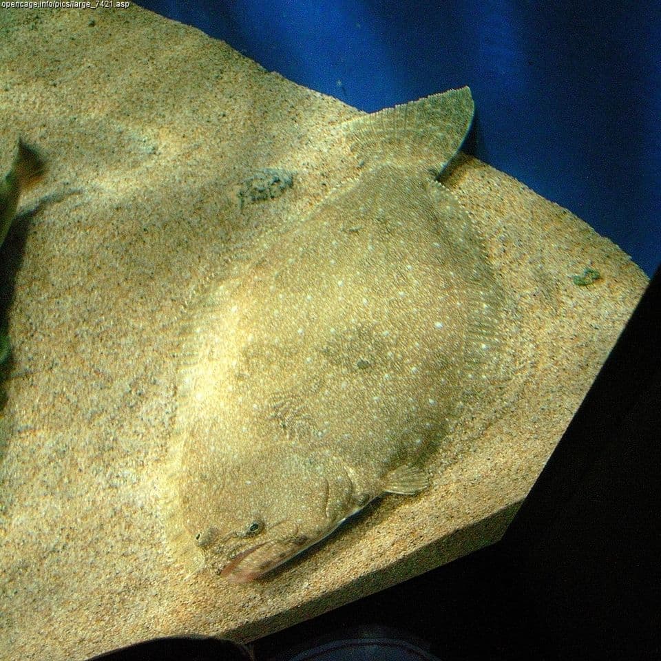 Olive Flounder