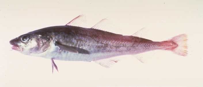 Pacific Cod