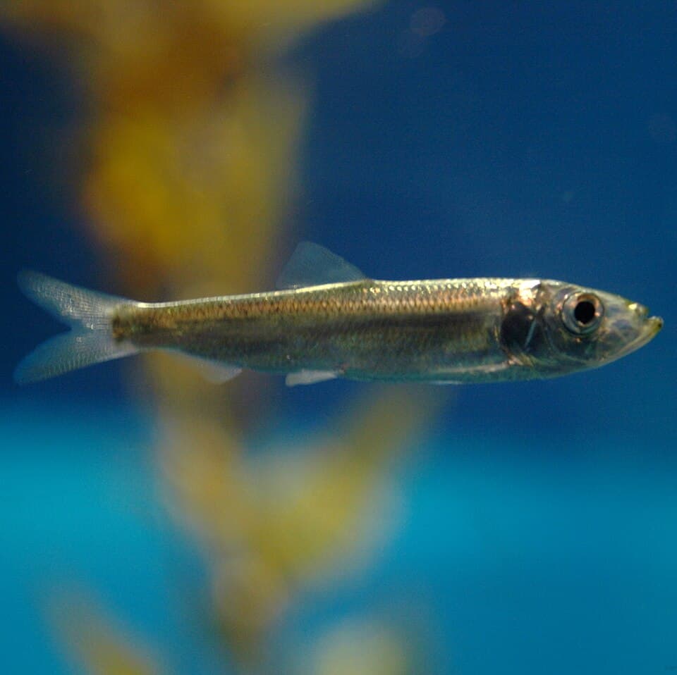 Pacific Herring