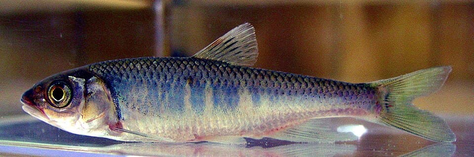Pale Chub