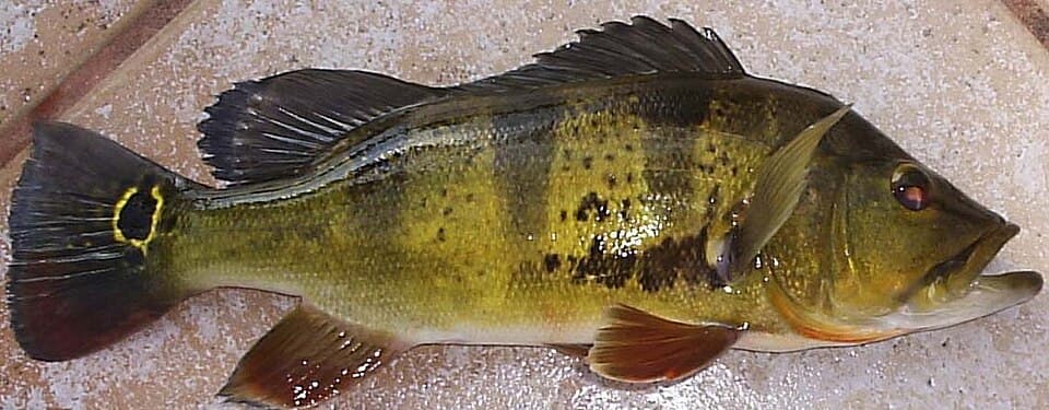 Butterfly Peacock Bass