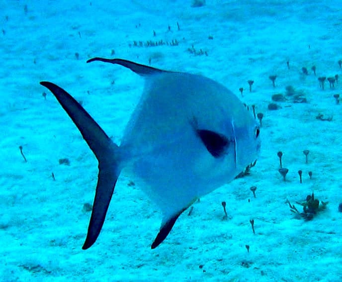 Permit