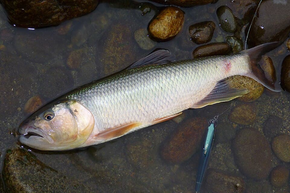 Piscivorous Chub