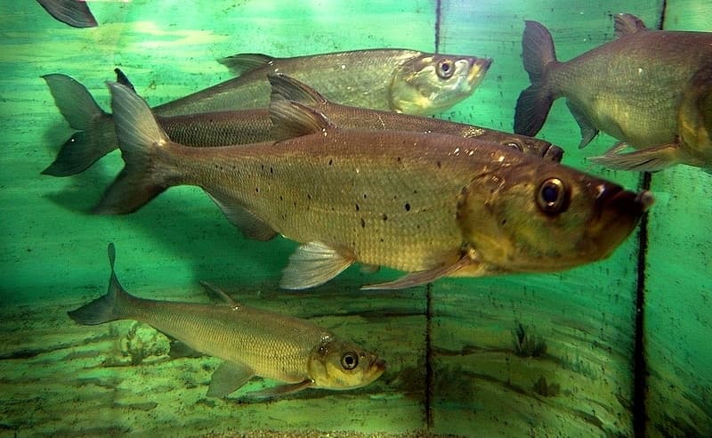 Predatory Carp (Skygazer)