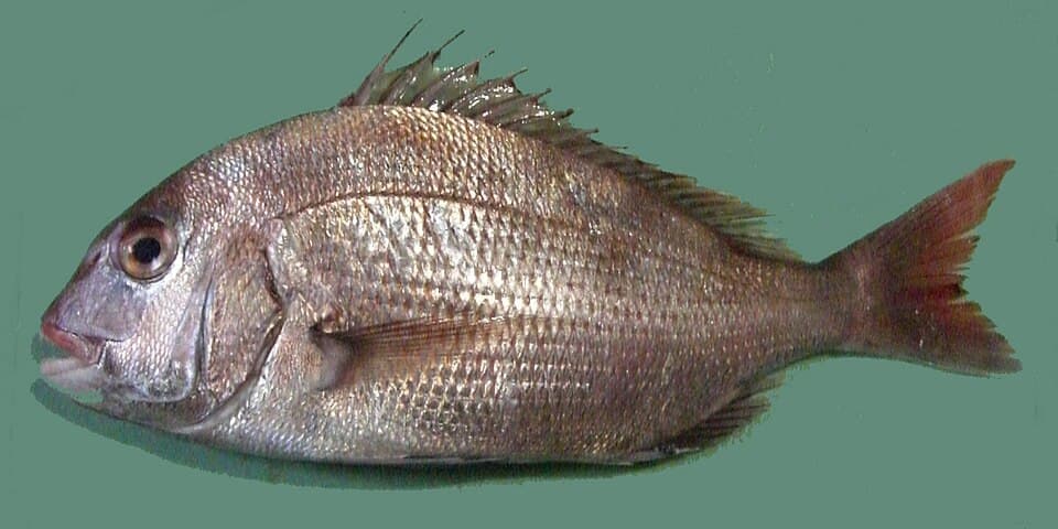 Red Seabream
