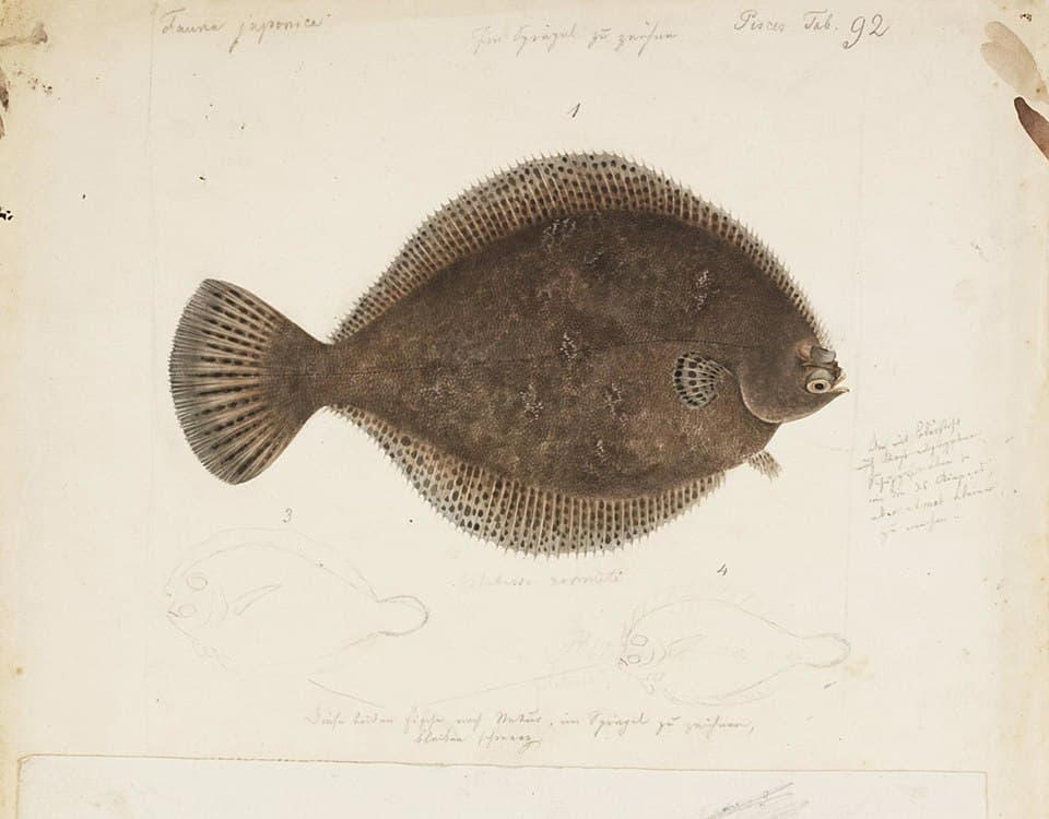 Ridged-eye Flounder
