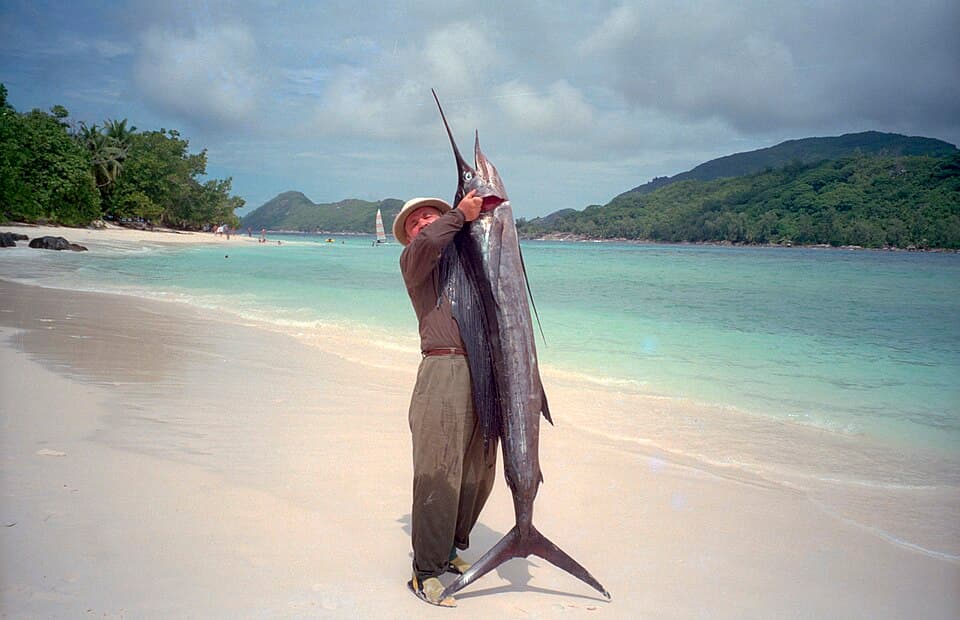 Indo-Pacific Sailfish