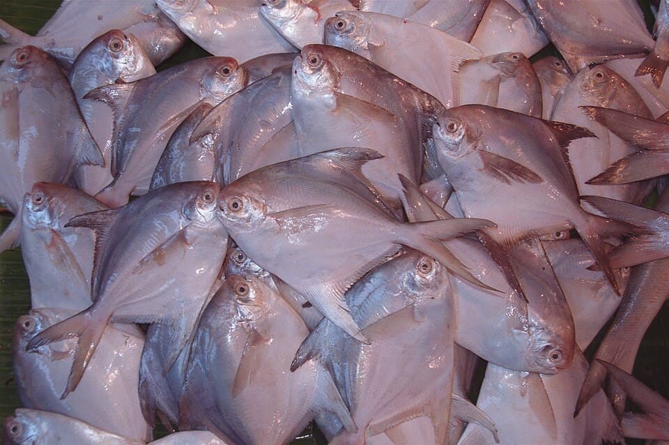 Silver Pomfret