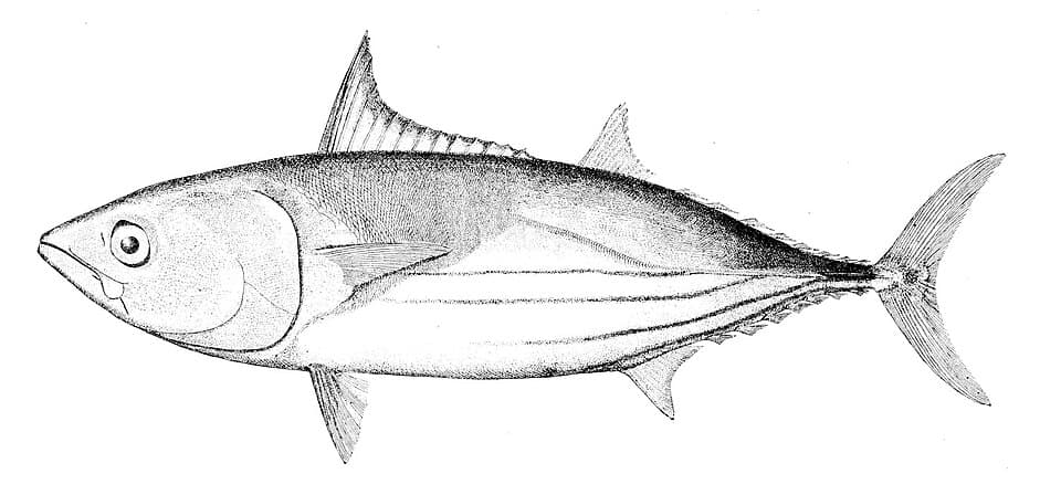 Skipjack Tuna