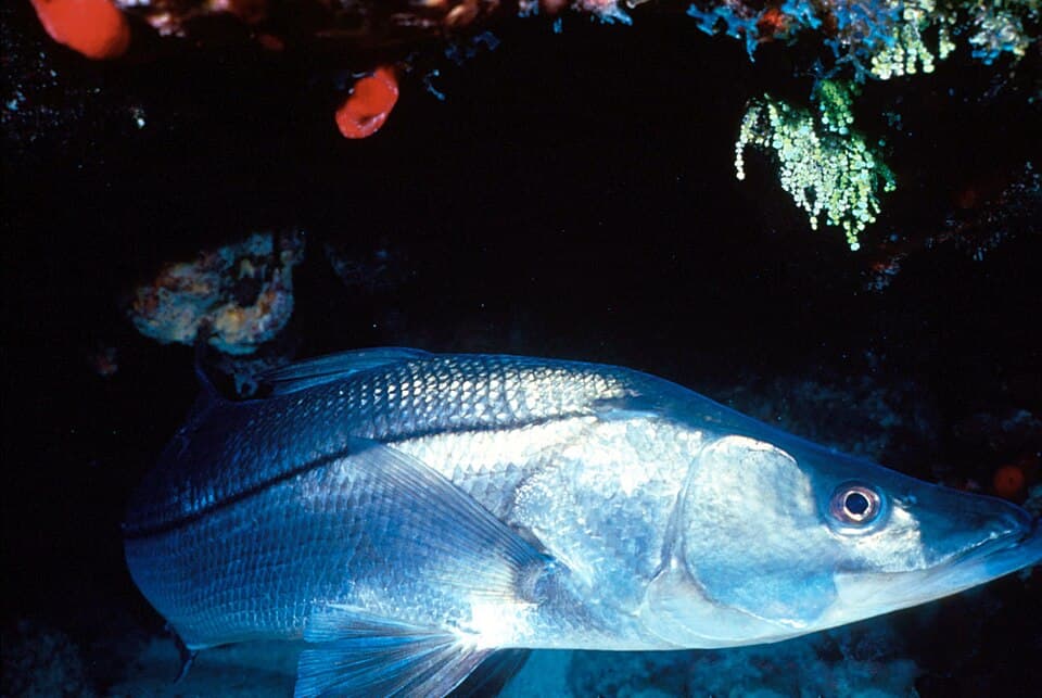Common Snook