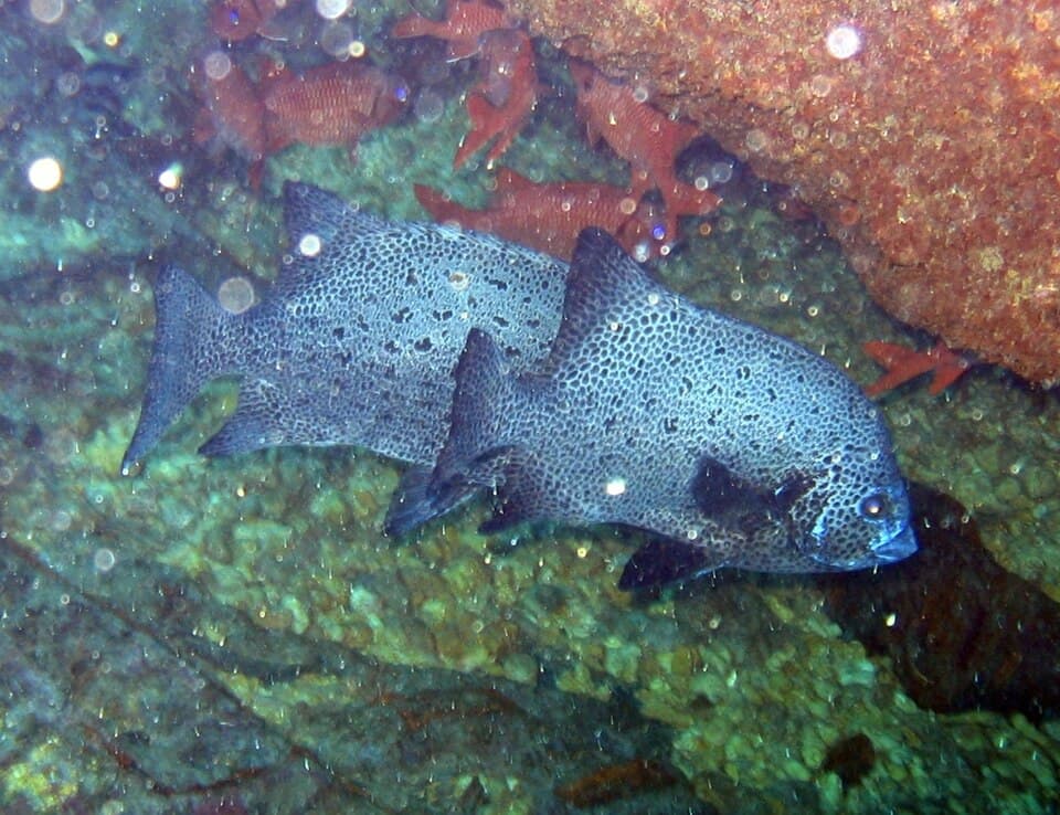 Spotted Knifejaw