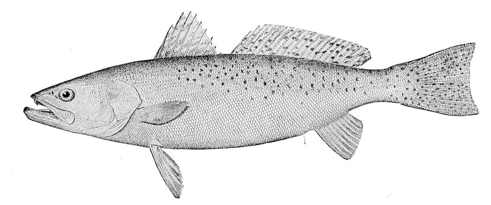 Spotted Seatrout