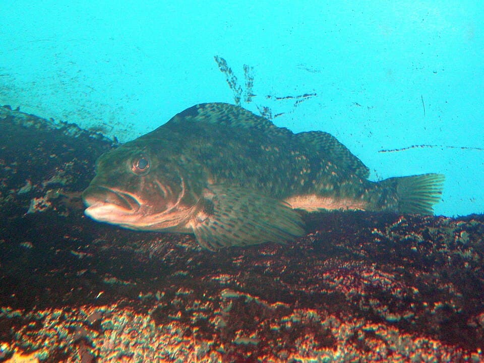 Spotty-bellied Greenling