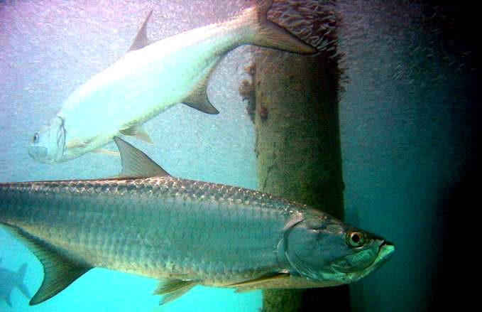 Atlantic Tarpon