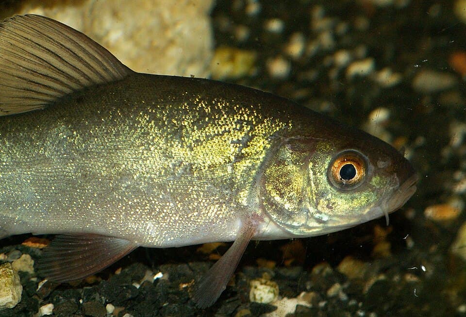 Tench