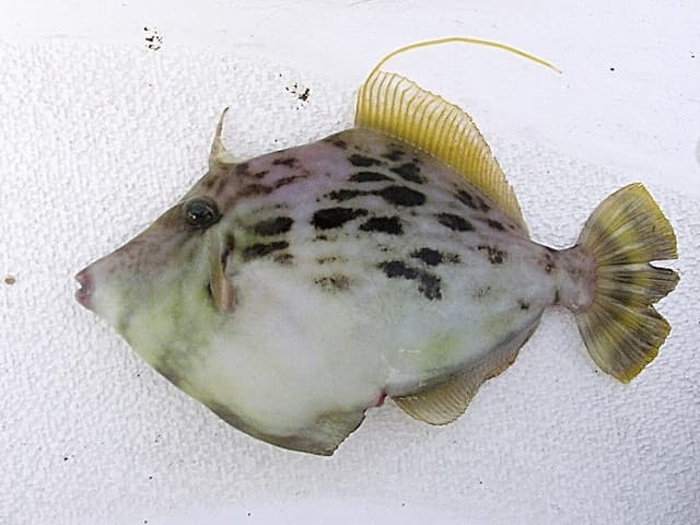 Threadsail Filefish