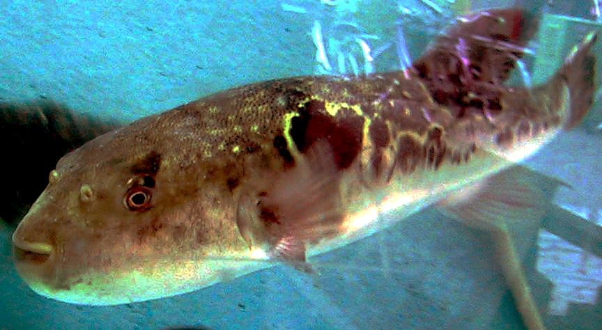 Tiger Pufferfish