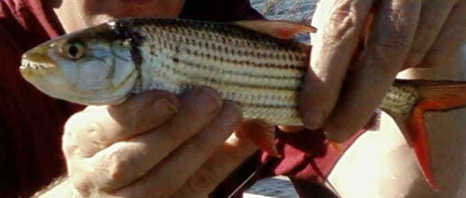 African Tigerfish