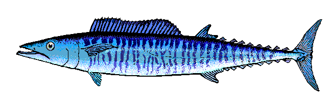 Wahoo