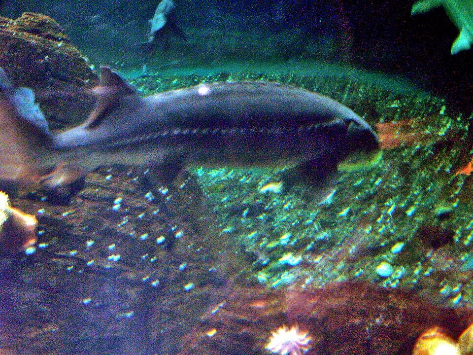 White Sturgeon