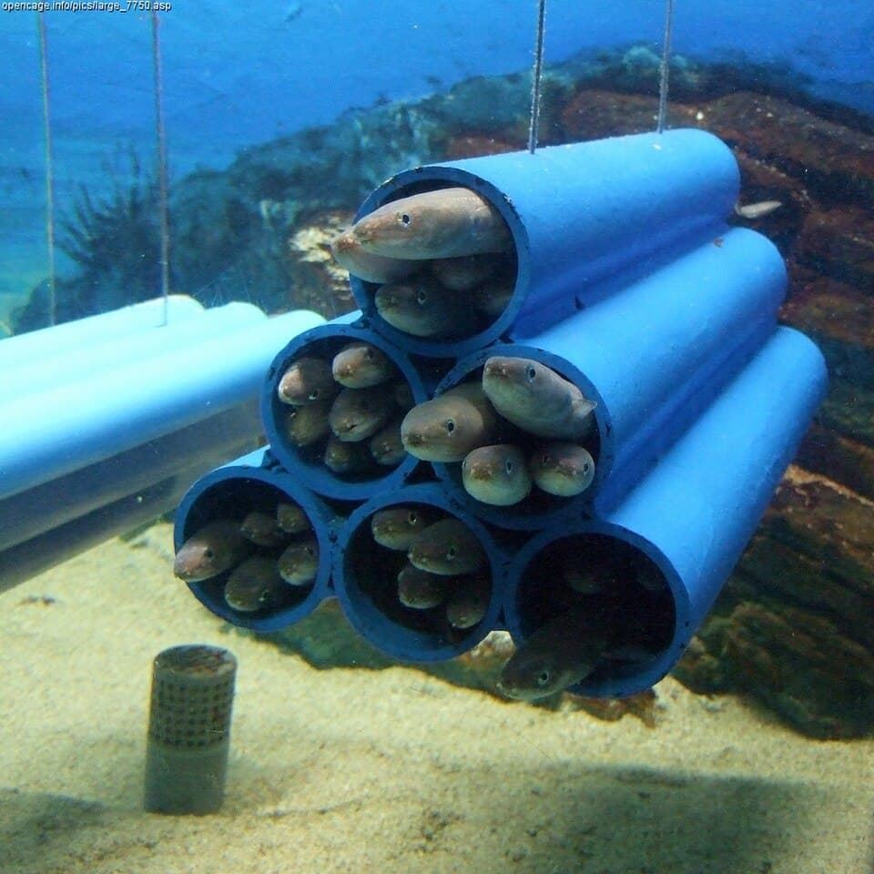 Whitespotted Conger