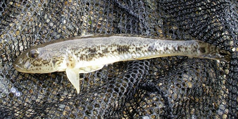 Yellowfin Goby