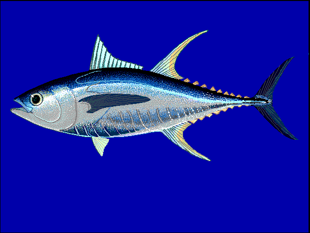 Yellowfin Tuna