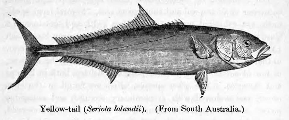 Yellowtail Amberjack